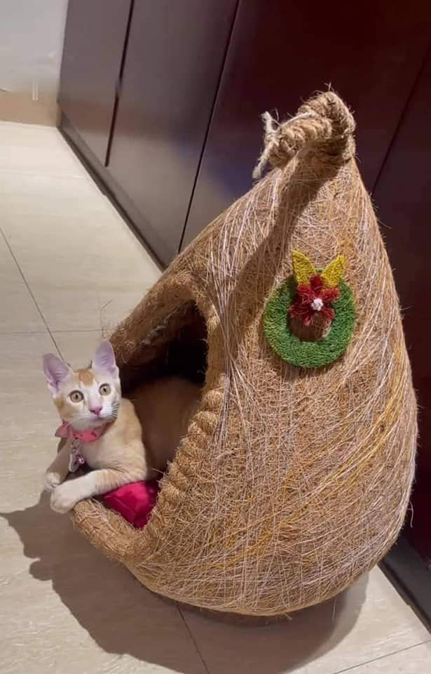 Cat House  with Sustainable Materials