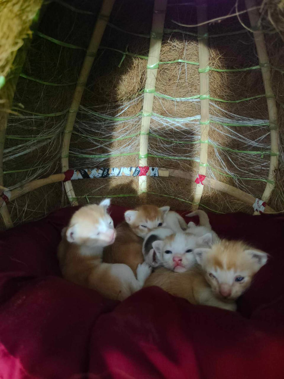 Cat House with Sustainable Materials